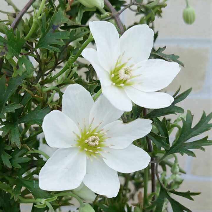 楽天市場 クレマチス カートマニー ジョー カルトマニージョー 4号鉢 行灯仕立て あなたの街のお花屋さんイングの森