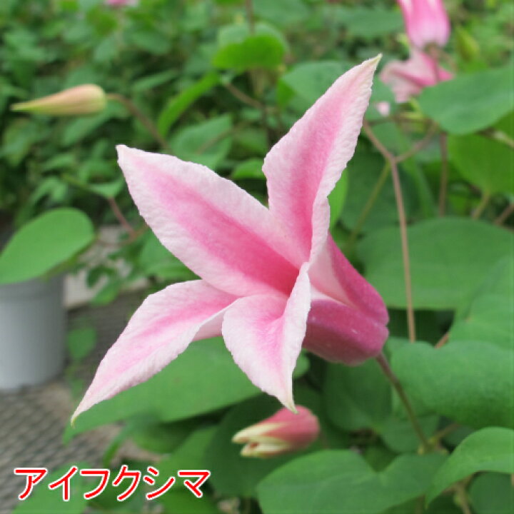 楽天市場 クレマチス ダイアナ三姉妹 3 5号サイズ2年生ポット苗 あなたの街のお花屋さんイングの森