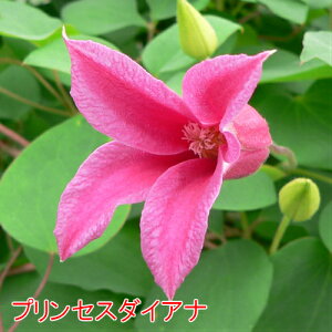 Jozpictsiql3u クレマチス 日陰 ほったらかし で 毎年 咲く 花 1998