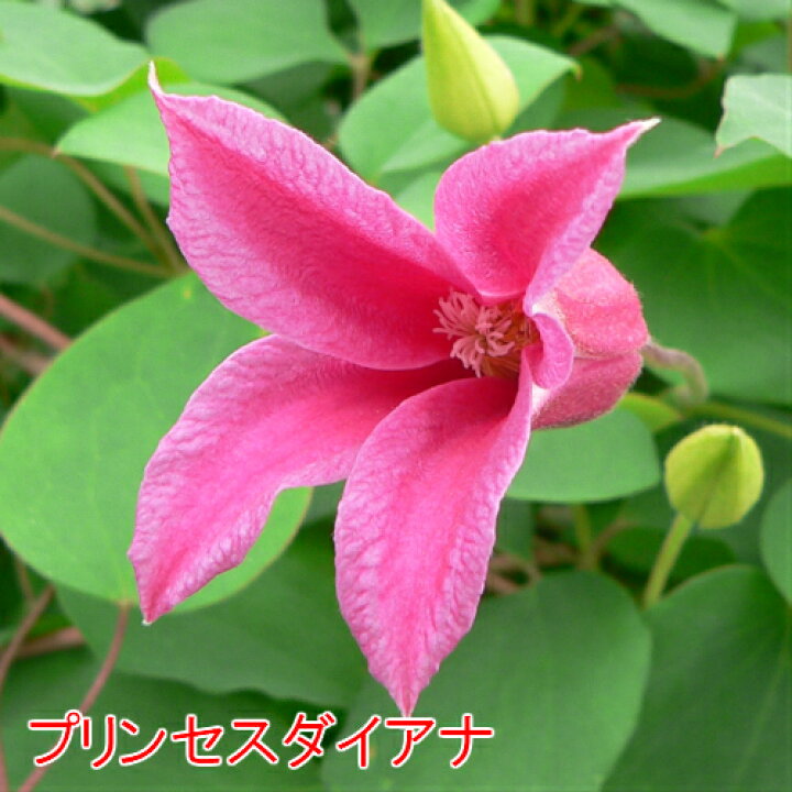 楽天市場 クレマチス ダイアナ三姉妹 3 5号サイズ2年生ポット苗 あなたの街のお花屋さんイングの森