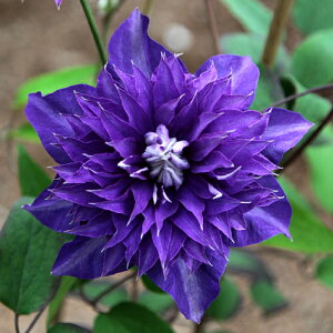 N}`X XCZC 24.5TCY2N|bgc