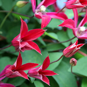 N}`X eLZVX OreB[Er[eB[4.5TCY2N|bgc