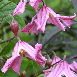 N}`X 2Nȏ㊔wU[En[VF 13.5cmO|bg