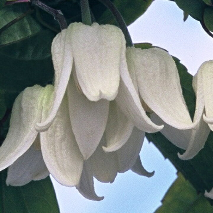 楽天市場 常緑冬咲きクレマチス アンスンエンシス ウインター ビューティー 13 5cmロング2年生ポット苗 宿根草 クレマチス 苗 あなたの街のお花屋さんイングの森 楽天市場 常緑冬咲きクレマチス アンスンエンシス ウインター ビューティー 13 5cmロング2年生ポット苗 宿根草 クレマチス 苗 あなたの街のお花屋さんイングの森