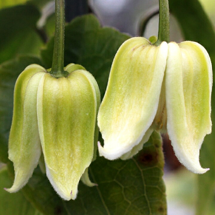 楽天市場 常緑冬咲きクレマチス ヘンリー４ ５号サイズ2年生ポット苗 あなたの街のお花屋さんイングの森