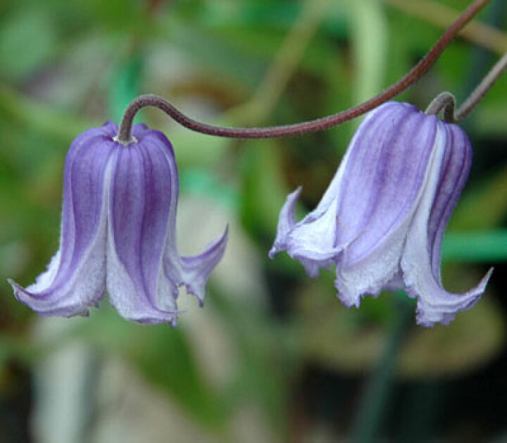 楽天市場 クレマチス インテグリフォリア シリンドリカ生育2年生以上株 4 5号サイズポット あなたの街のお花屋さんイングの森