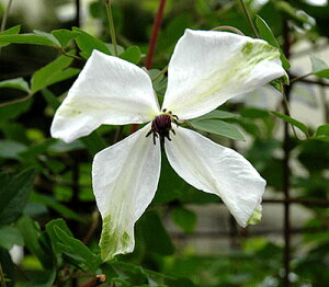 N}`X AoEOWAX(AoEOWAX) 4.5TCY|bgc