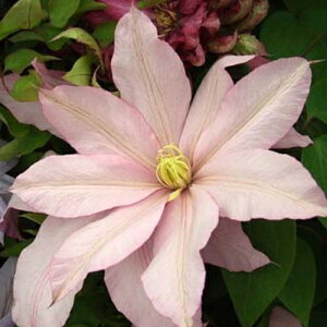 �N���}�`�X ���[�Y�E�V���v���[���@4.5���T�C�Y2�N���|�b�g�c