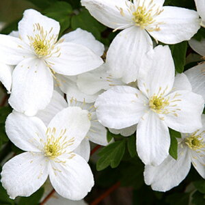 N}`X i͂j 4.5TCY2N|bgc