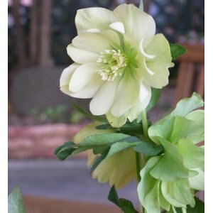 ~ṼNX}X[Y@d炫E vARNV@AWFG@9cm|bgc~V M&Bt[@NX}X[Y c