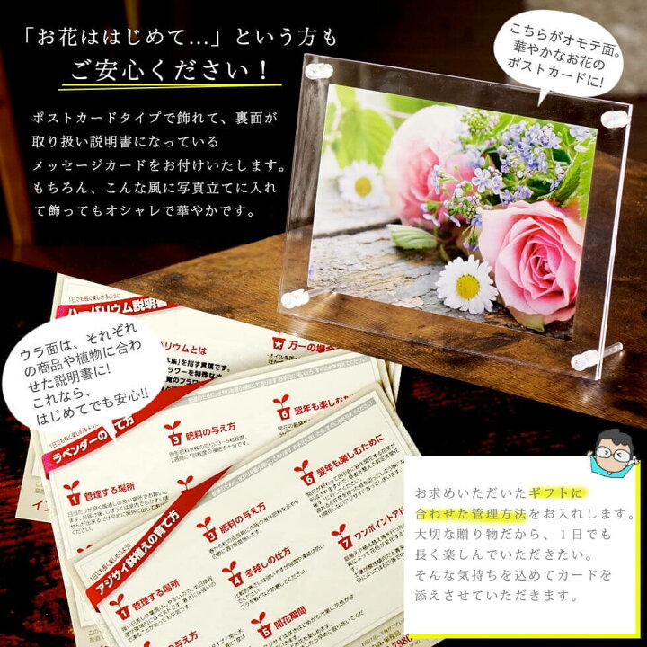 楽天市場 花 ギフト プレゼント選べるスイーツにソープフラワーを添えて ハートカステラ 感謝メッセージ入りカステラ コガネイ チーズケーキ3個全国送料無料 あなたの街のお花屋さんイングの森 楽天市場 花 ギフト プレゼント選べるスイーツにソープフラワーを添えて ハートカステラ 感謝メッセージ入りカステラ コガネイ チーズケーキ3個全国送料無料 あなたの街のお花屋さんイングの森