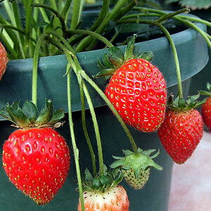 イチゴ ( いちご ) とよのか(豊の香)1株 イチゴ苗