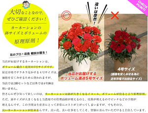 楽天市場 母の日 カーネーション プレゼント ギフト17種類から選べるカーネーション5号サイズ 鉢植えスイーツセットにもできます こだわりラッピング全国 送料無料 あなたの街のお花屋さんイングの森