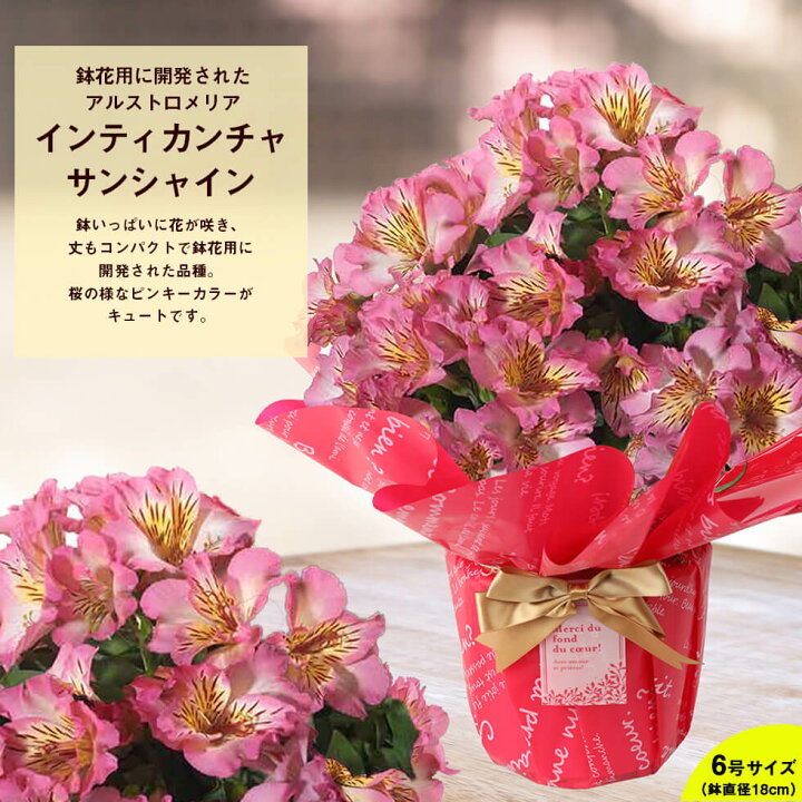 楽天市場 遅れてごめんね 母の日 22 鉢植え 花 プレゼント ギフトインティカンチャ アルストロメリア クチナシ ハート仕立てのバンマツリ など 5種類から選べるこだわりラッピング 全国送料無料 あなたの街のお花屋さんイングの森