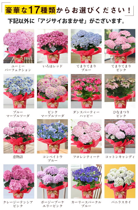 楽天市場 母の日 あじさい プレゼント ギフト17種類から選べるアジサイ5号サイズ 紫陽花 鉢植えこだわりラッピング全国送料無料 あなたの街のお花屋さんイングの森