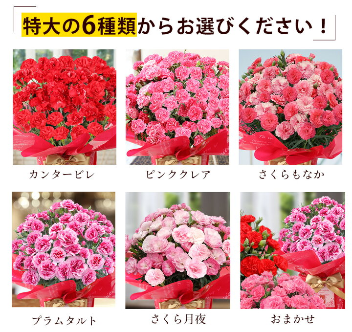 楽天市場 母の日 22 カーネーション プレゼント ギフト6種類から選べる特別栽培6号サイズこだわりラッピング全国送料無料 あなたの街のお花屋さんイングの森