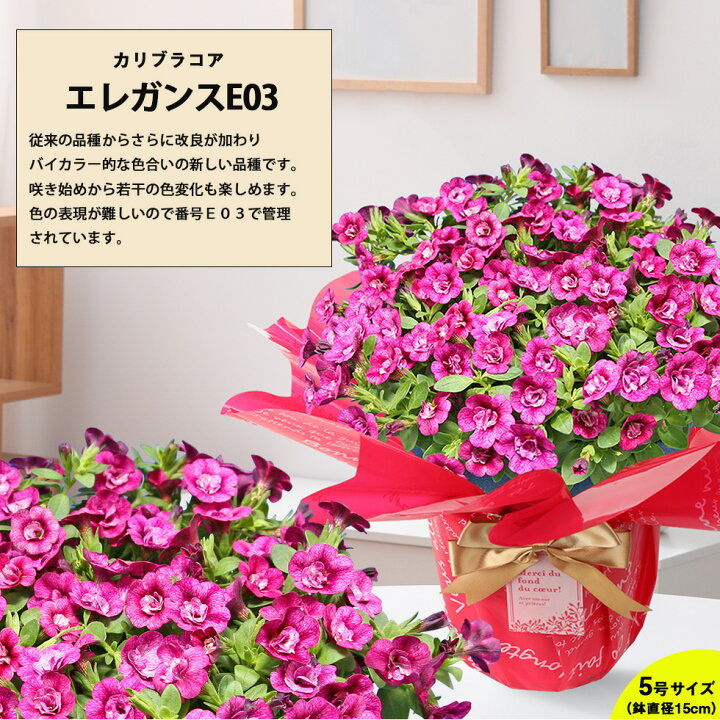 楽天市場 遅れてごめんね 母の日 22 鉢植え 花 プレゼント ギフト7種類から選べる カリブラコア テイフォシーカーネーション以外をお探しなら そうだ カリブラコアだ こだわりラッピング 全国送料無料 あなたの街のお花屋さんイングの森