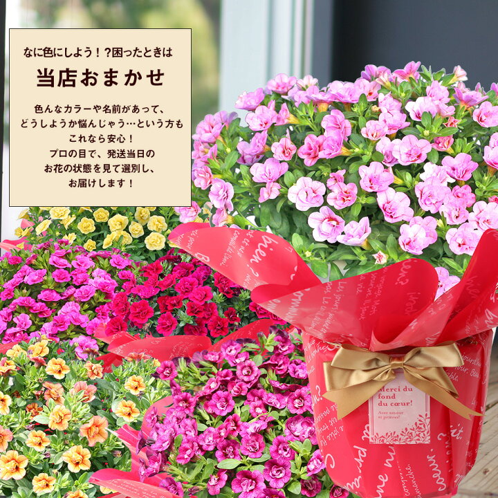 楽天市場 遅れてごめんね 母の日 22 鉢植え 花 プレゼント ギフト7種類から選べる カリブラコア テイフォシーカーネーション以外をお探しなら そうだ カリブラコアだ こだわりラッピング 全国送料無料 あなたの街のお花屋さんイングの森