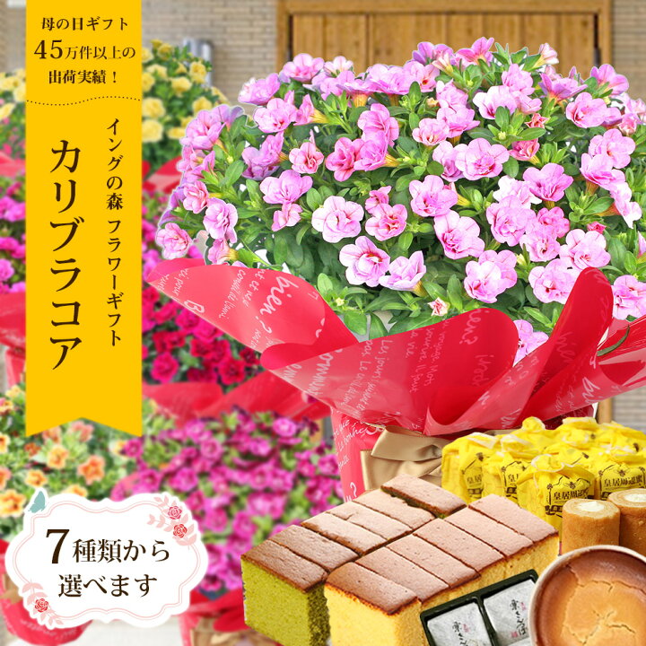 楽天市場 母の日 22 鉢植え 花 プレゼント ギフト7種類から選べる カリブラコア テイフォシーカーネーション以外をお探しなら そうだ カリブラコアだ 5種類から選べるスイーツセットでこだわりラッピング 全国送料無料 あなたの街のお花屋さんイングの森