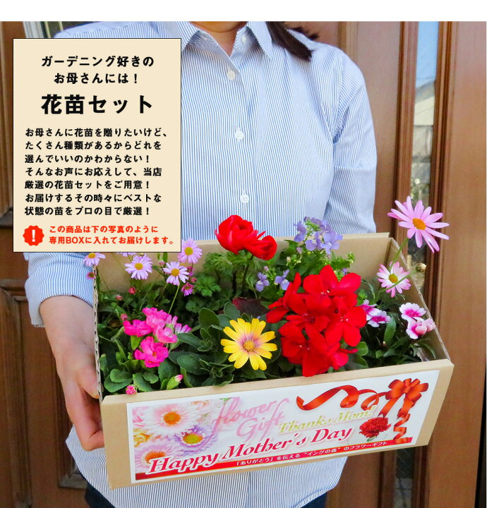 楽天市場 遅れてごめんね 母の日 22 プレゼント ギフト 花マーガレット ラベンダー 寄植え等 人気のお花たちこだわりラッピング全国一律 送料無料 あなたの街のお花屋さんイングの森