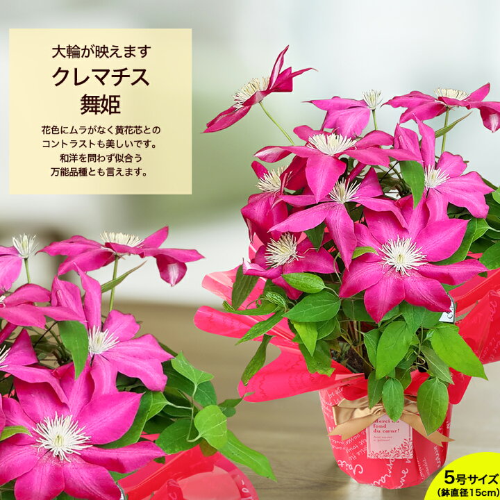 楽天市場 母の日 22 ギフト 鉢植え 花 プレゼントデルフィニューム ブーゲンビリア クレマチスなど 13種類から選べるこだわりラッピング 全国送料無料 あなたの街のお花屋さんイングの森