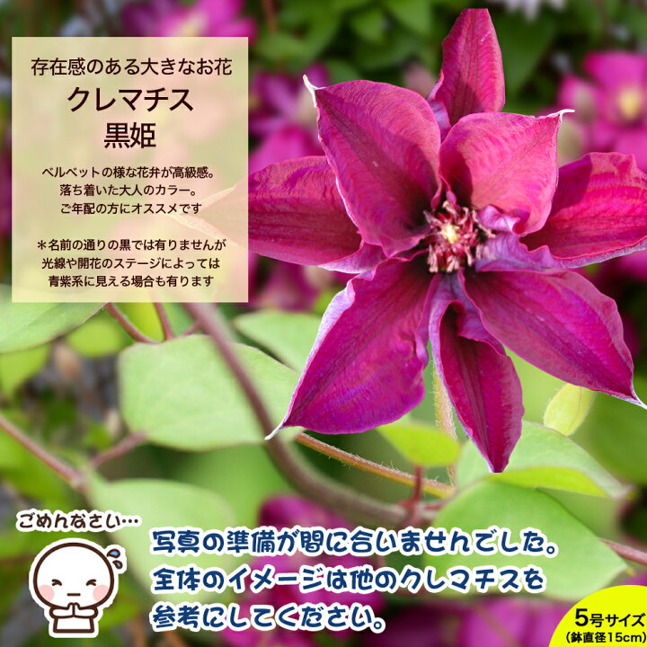 楽天市場 母の日 22 ギフト 鉢植え 花 プレゼントデルフィニューム ブーゲンビリア クレマチスなど 13種類から選べるこだわりラッピング 全国送料無料 あなたの街のお花屋さんイングの森
