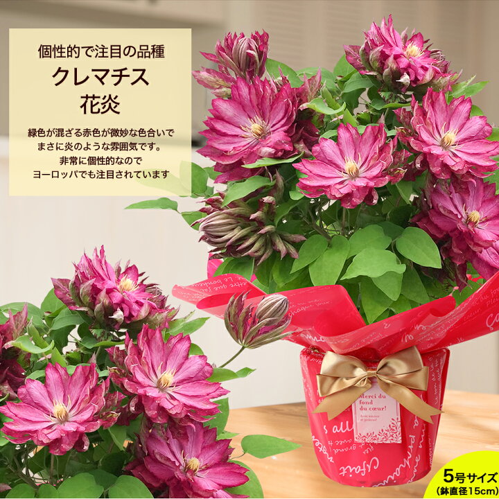 楽天市場 遅れてごめんね 母の日 22 ギフト 鉢植え 花 プレゼントデルフィニューム ブーゲンビリア クレマチスなど 13種類から選べるこだわり ラッピング 全国送料無料 あなたの街のお花屋さんイングの森
