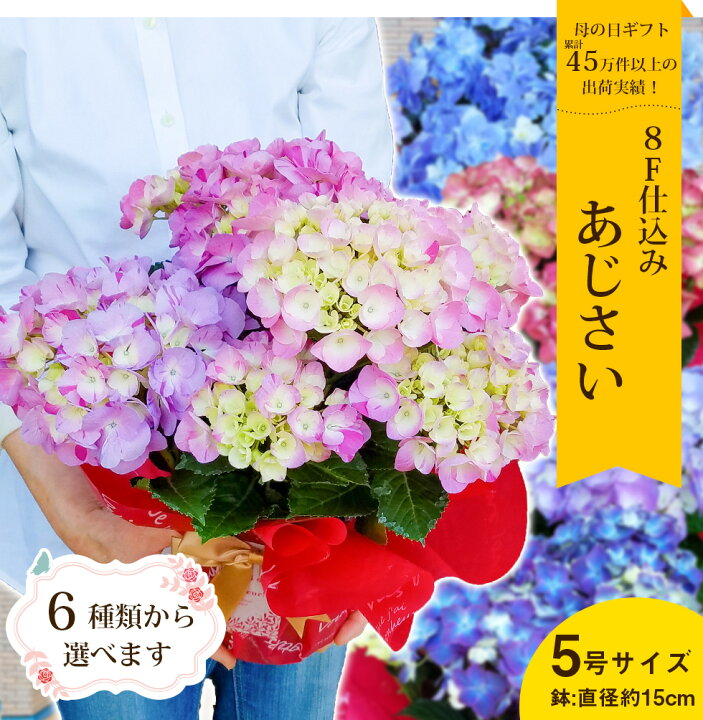 楽天市場 母の日 22 あじさい プレゼント ギフト6種類から選べるアジサイ5号サイズ 紫陽花 鉢植えこだわりラッピング 全国送料無料 あなたの街のお花屋さんイングの森