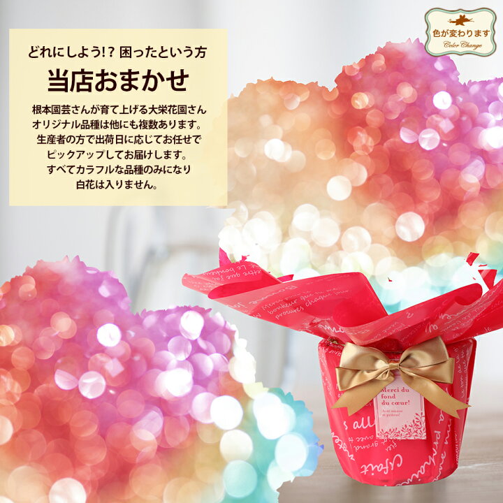 楽天市場 遅れてごめんね 母の日 22 あじさい プレゼント ギフト6種類から選べるアジサイ5号サイズ 紫陽花 鉢植えこだわりラッピング 全国送料無料 あなたの街のお花屋さんイングの森