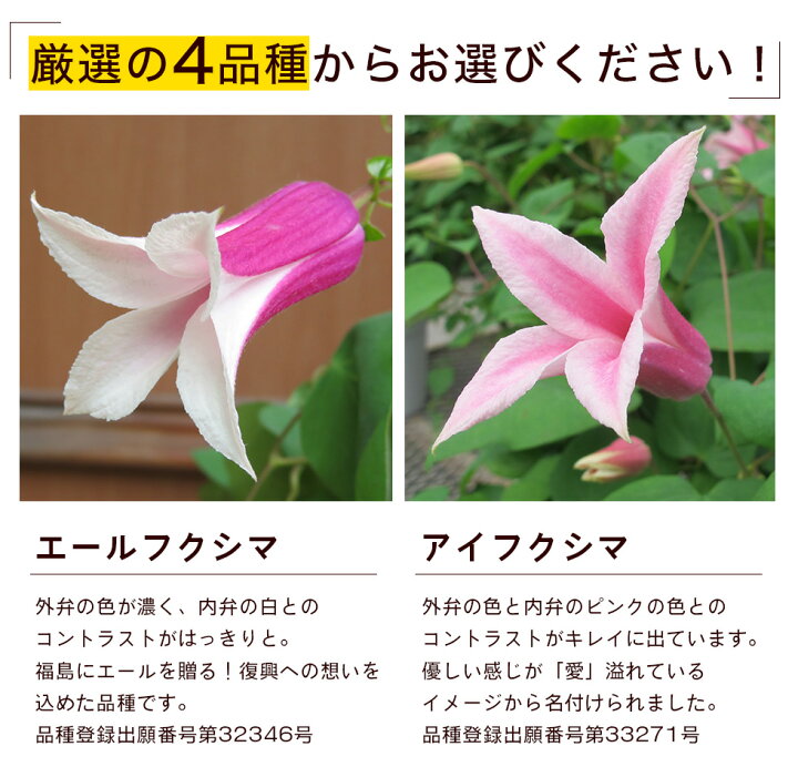 楽天市場 遅れてごめんね 母の日 22 ギフト プレゼント 花豪華クレマチス 6号鉢 4種類から選べますこだわりラッピング 全国送料無料 あなたの街のお花屋さんイングの森 楽天市場 遅れてごめんね 母の日 22 ギフト プレゼント 花豪華クレマチス 6号鉢 4種類から選べますこだわりラッピング 全国送料無料 あなたの街のお花屋さんイングの森