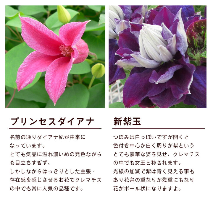 楽天市場 遅れてごめんね 母の日 22 ギフト プレゼント 花豪華クレマチス 6号鉢 4種類から選べますこだわりラッピング 全国送料無料 あなたの街のお花屋さんイングの森 楽天市場 遅れてごめんね 母の日 22 ギフト プレゼント 花豪華クレマチス 6号鉢 4種類から選べますこだわりラッピング 全国送料無料 あなたの街のお花屋さんイングの森