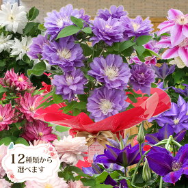 母の日 2024 ギフト 鉢植え 花 プレゼント12種類から選べる クレマチス 5号サイズ 鉢植えこだわりラッピング 全国送料無料　プレゼント ギフト