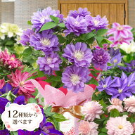 枚数限定400円クーポン 母の日 2026 ギフト 鉢植え 花 プレゼント12種類から選べる クレマチス 5号サイズ…