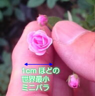 マイクロミニバラ・リトルウッズ 9cmポット苗 1株 ミニバラ 苗 四季咲き 花苗 庭植え ガーデニング イン…