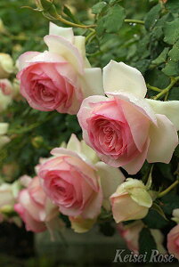 oc sG[ hD T[ Yc c 6A CAo