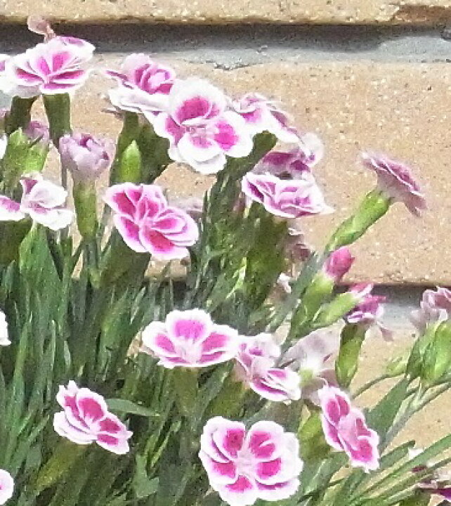 楽天市場 ダイアンサス なでしこ ピンクキッス 5号鉢 これが宿根草の力 あなたの街のお花屋さんイングの森