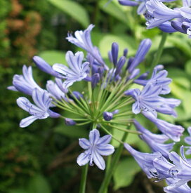 楽天市場 アガパンサス 苗の通販