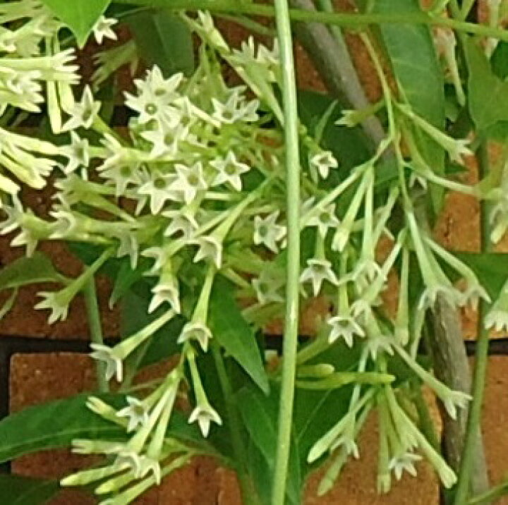 楽天市場 ナイトジャスミン 夜香木 9cmポット苗 あなたの街のお花屋さんイングの森