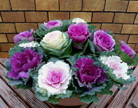 楽天市場 正月 寄せ植えの通販