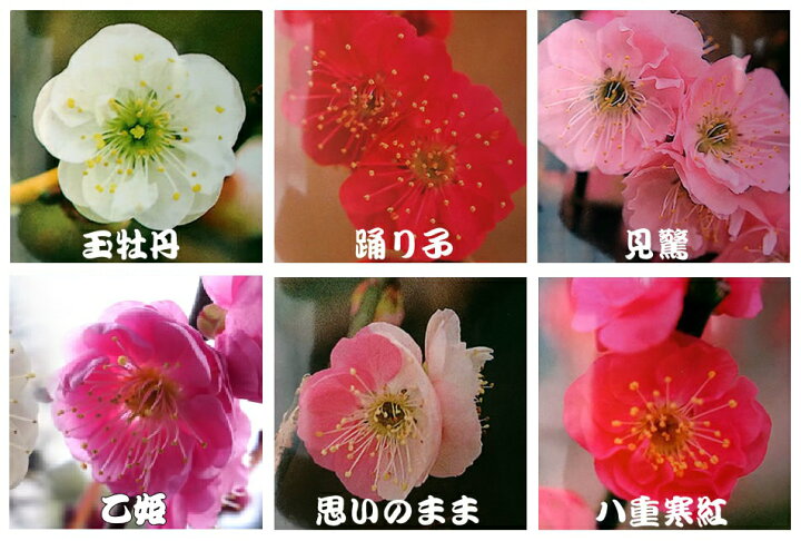 楽天市場 選べる花芽いっぱいの花梅 寒梅 6号 直径18cm 丸鉢 あなたの街のお花屋さんイングの森