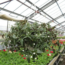 ブライダルベール 5号鉢・吊り具付き 宿根草 季節の鉢花 観葉植物