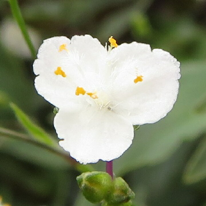 楽天市場 ブライダルベール 5号鉢 吊り具付き 宿根草 季節の鉢花 観葉植物 あなたの街のお花屋さんイングの森