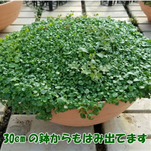 楽天市場 ハーブ コルシカミント10号鉢 直径30cm いっぱいに広がってます虫除け 忌避効果 グランドカバー 送料無料 他品同梱不可 関東甲信越地域以外は別途送料がかかります r あなたの街のお花屋さんイングの森 楽天市場 ハーブ コルシカミント10号鉢 直径30cm いっぱいに広がってます虫除け 忌避効果 グランドカバー 送料無料 他品同梱不可 関東甲信越地域以外は別途送料がかかります r あなたの街のお花屋さんイングの森