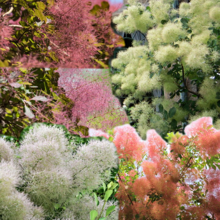 楽天市場 モクモク不思議な煙の木 スモークツリー 選べる5種類 ホワイトボール グリーンボール ベストピンク グレース ルプリフォリウス 7号鉢 6年物メス株選抜 あなたの街のお花屋さんイングの森 楽天市場 モクモク不思議な煙の木 スモークツリー 選べる5種類 ホワイトボール グリーンボール ベストピンク グレース ルプリフォリウス 7号鉢 6年物メス株選抜 あなたの街のお花屋さんイングの森