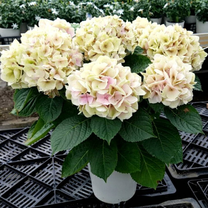 楽天市場 ギフト解体セール アジサイ 紫陽花 あじさい コットンキャンディ 5号鉢 直径15cm 5f規格品以上 ｎ あなたの街のお花屋 さんイングの森