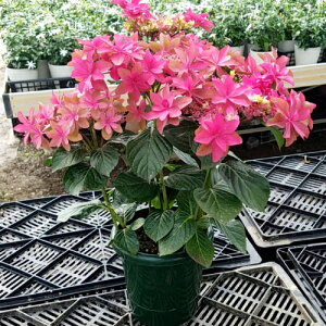 紫陽花 鉢 生花の人気商品 通販 価格比較 価格 Com