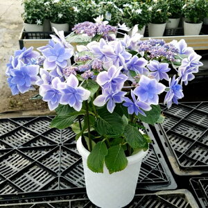 生花 アジサイ 5号 生花の人気商品 通販 価格比較 価格 Com