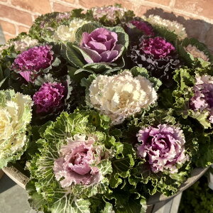 {[_ItO Ԋ񂹐A a43cm@17@n{^ 񂹐A  ~  SEis