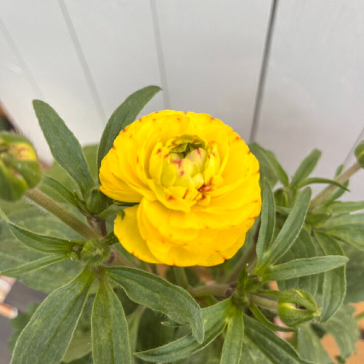 楽天市場】ラナンキュラス ラックスシリーズ ピュタロス4号（直径12cm  