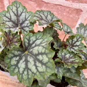 hq[Pic{TSj }[xX}[u 3ia9cmj|bgc@1 ϊN VF[hK[f CObVK[f J[[t